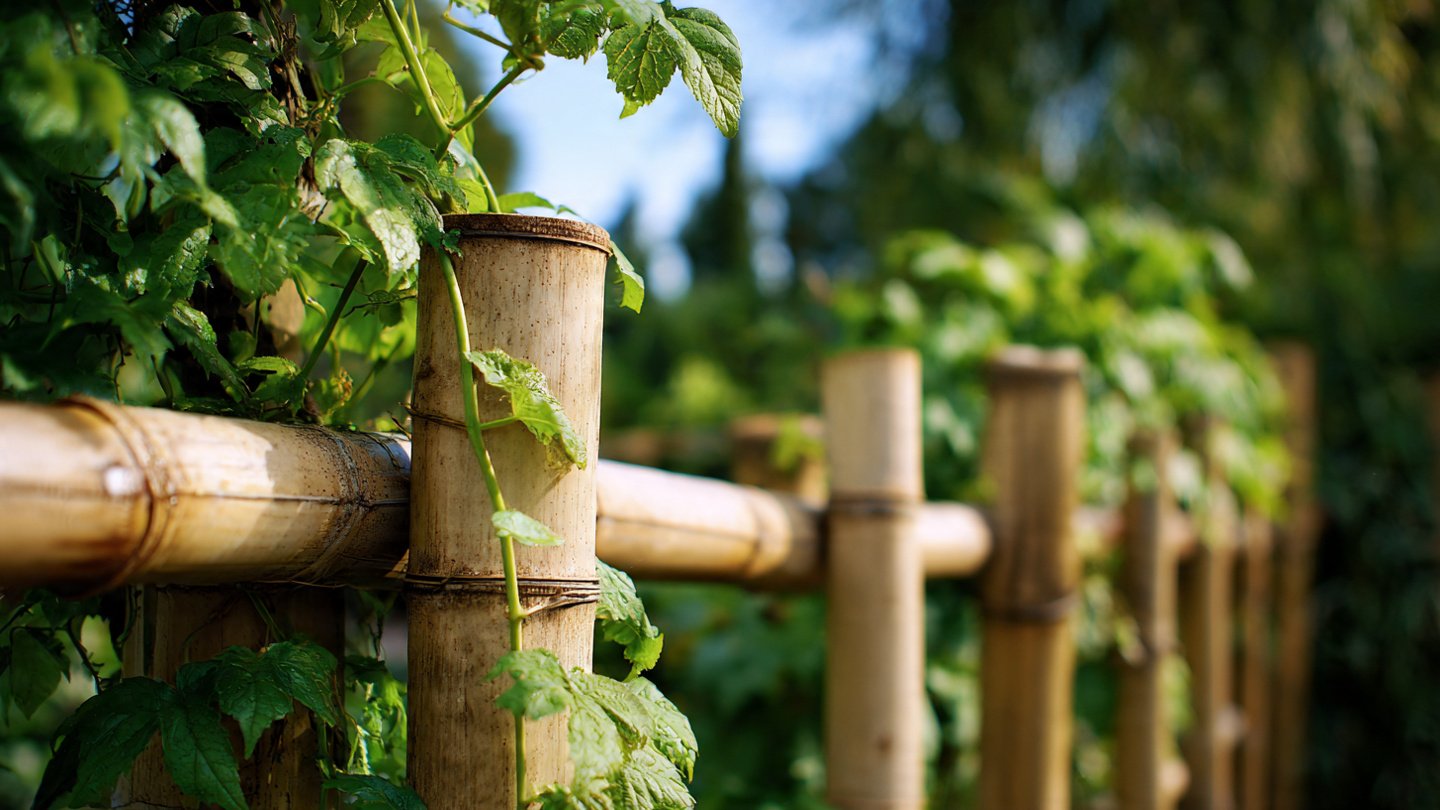 How Can Bamboo Poles Elevate Your Vines to New Heights?