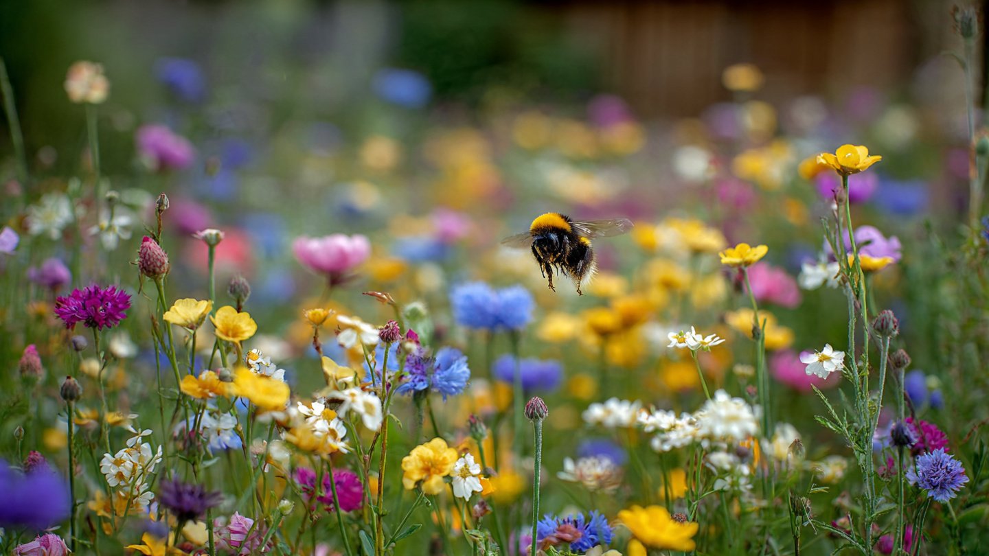 How Can Creating a Space for Wildflowers and Bees Transform Your Garden?