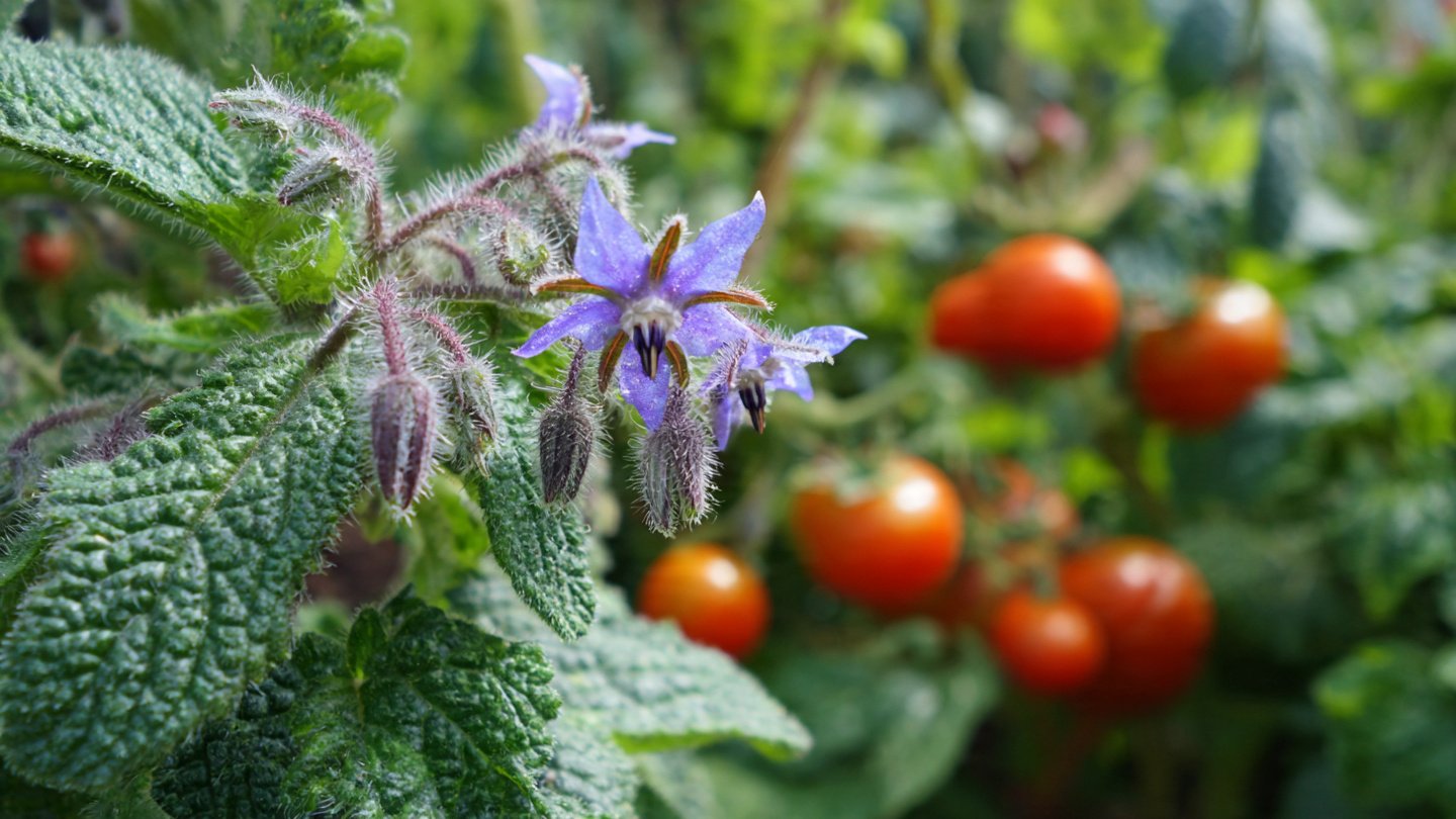 How Can Planting Borage Transform Your Tomato Flavor?
