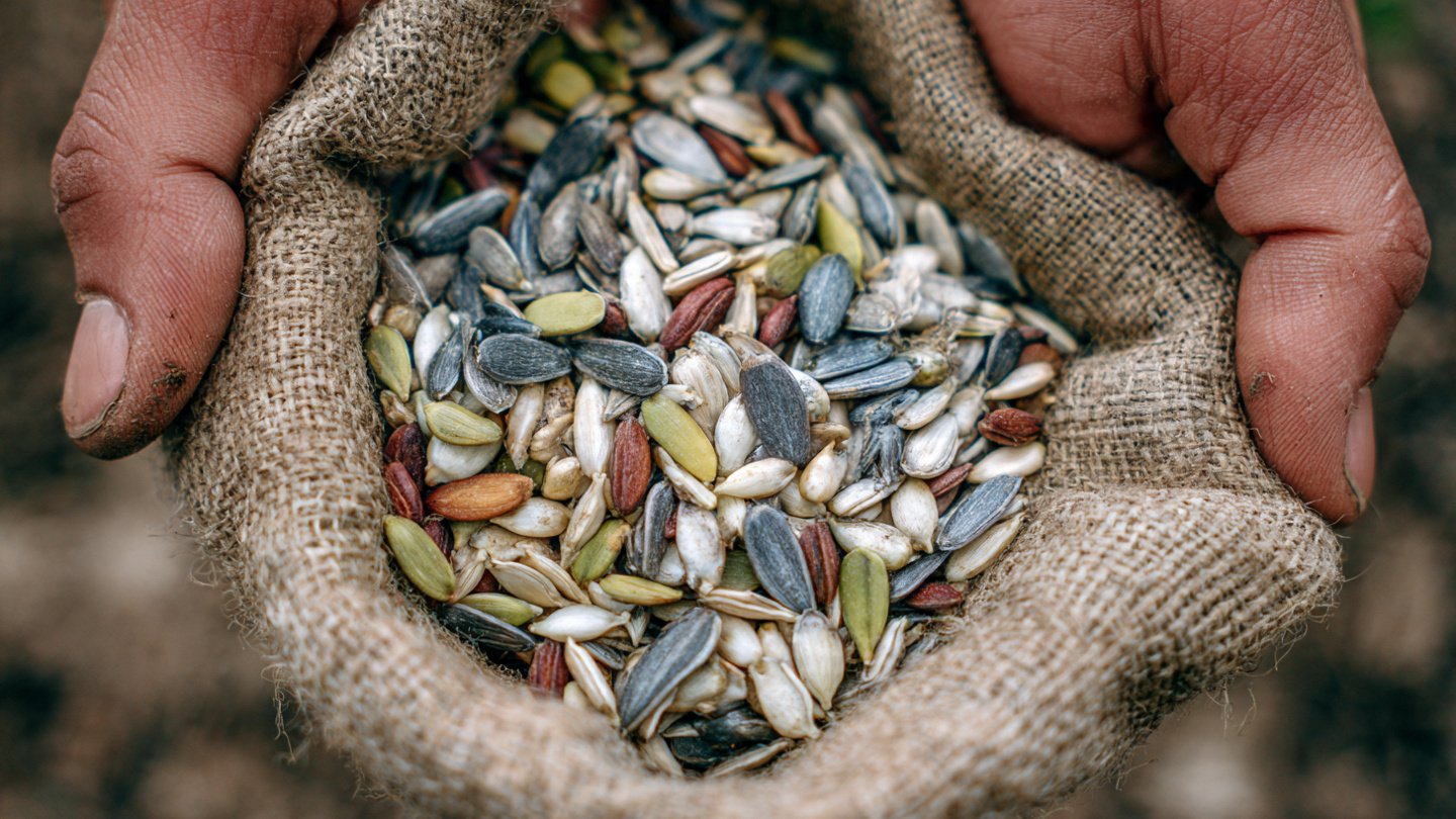 How Can You Effectively Harvest Seeds From Your Garden Without Losing Them?