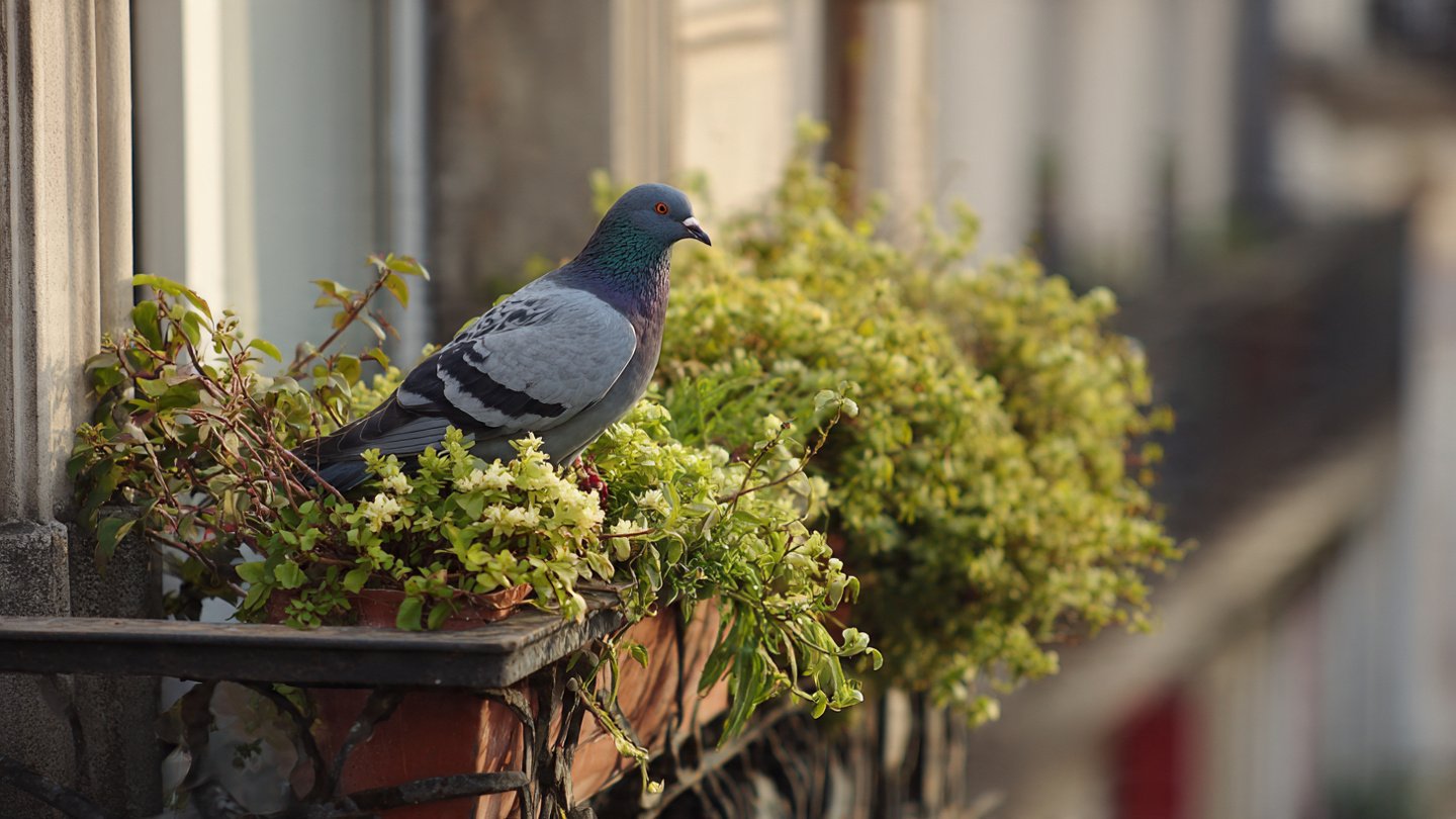 How Can You Naturally Keep Pigeons Away from Your Balcony Garden?