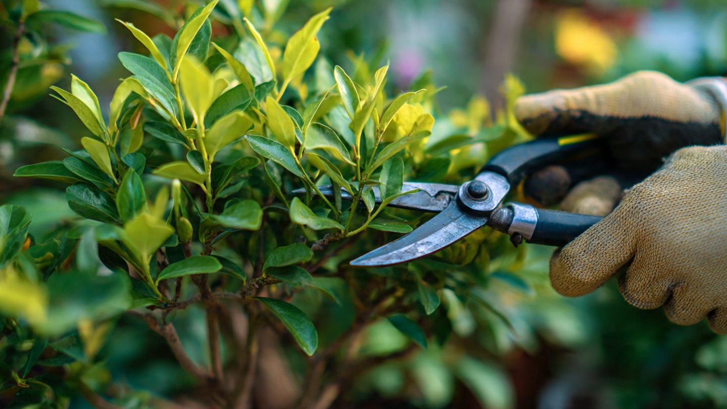 How Can You Prune Your Plants for Fuller Growth?
