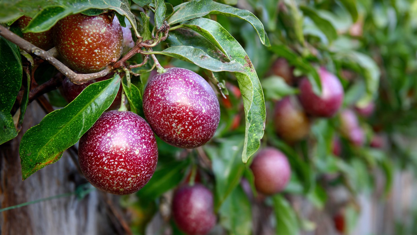 How Can You Successfully Grow Exotic Passion Fruit Along a Simple Fence Line?
