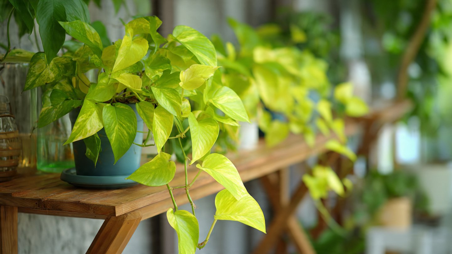 How Can Your Golden Pothos Transform Any Space into a Stylish Oasis?