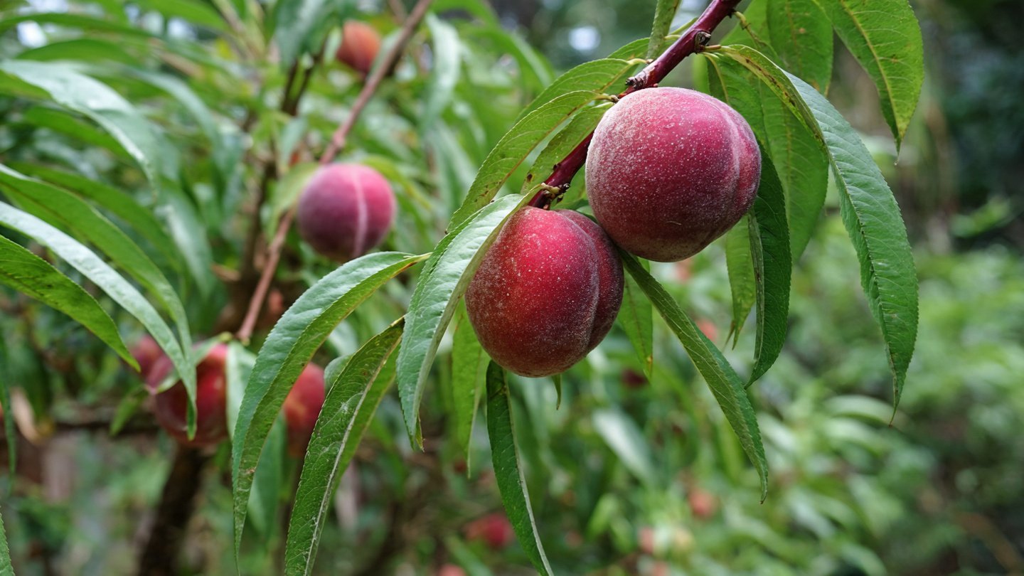 How Mama Judy Plants Her Peaches from Seeds – Simple Home Gardening Guide