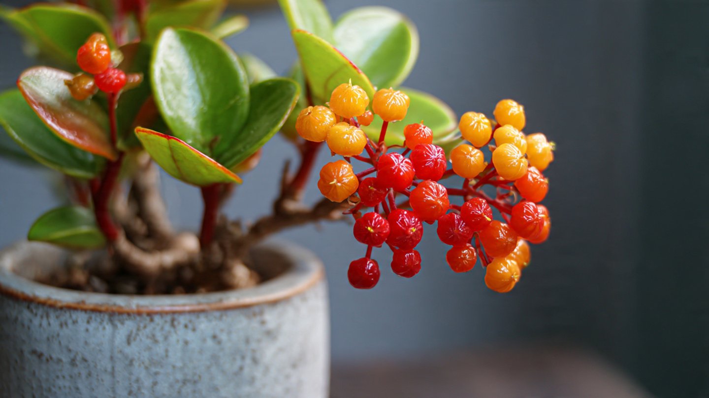 How Often Should You Water a Wax Plant for Lush Vines and Blooms