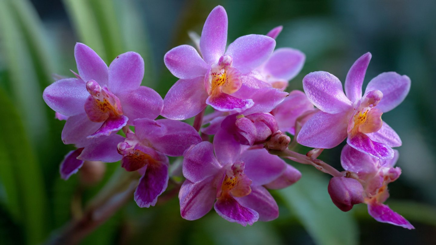 How Often to Fertilize an Orchid for Bigger, Longer-Lasting Blooms