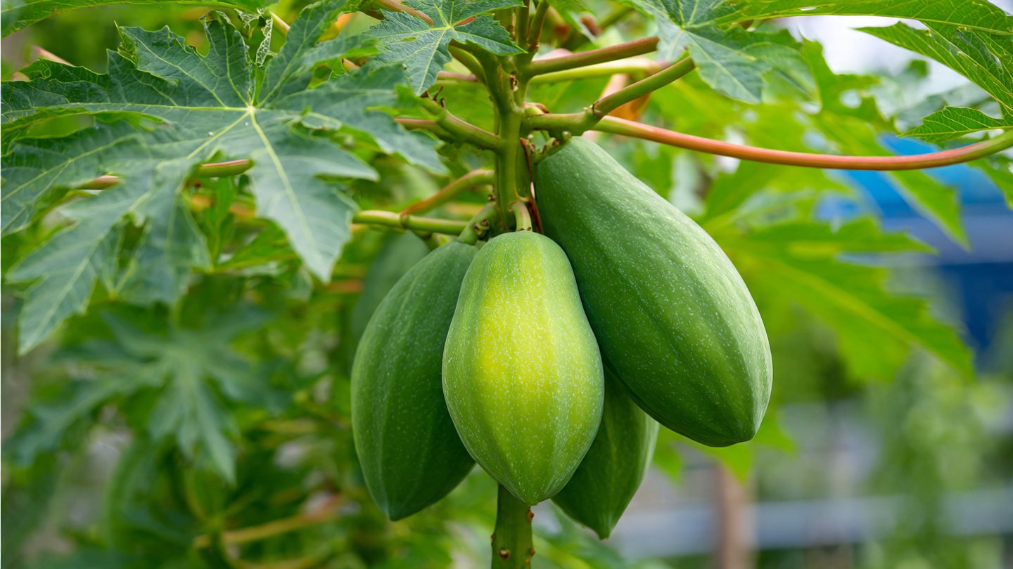 How to Air Layer Papaya for Quick and Healthy Plant Growth: A Step-by-Step Guide