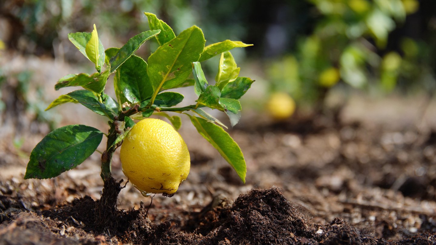 How to Create the Perfect Lemon Soil Mix: Your Ultimate Guide