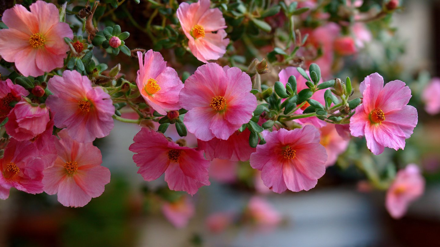 How to Cultivate Beautiful Portulaca in Hanging Pots for a Vibrant Garden Display