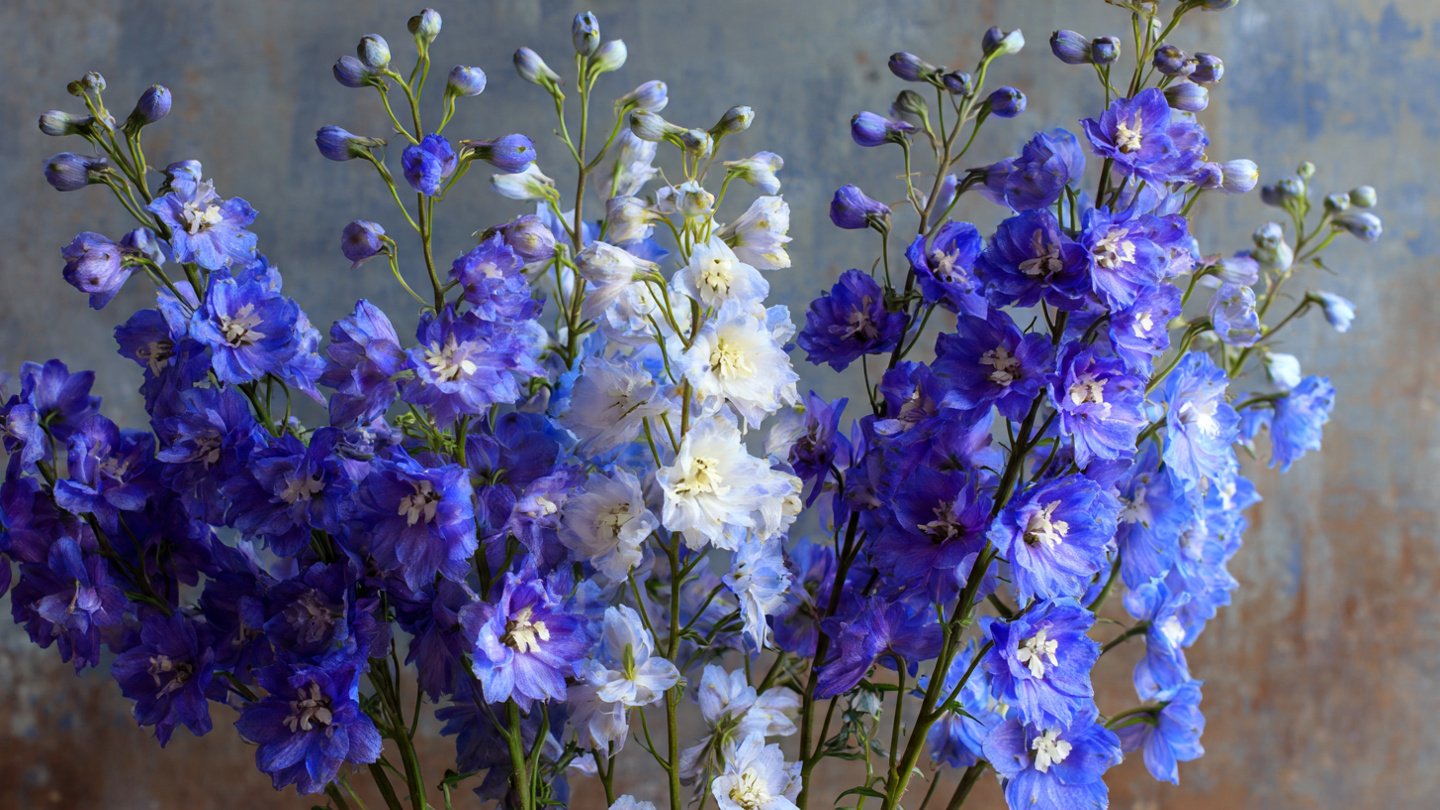How to Effortlessly Grow Larkspur in Pots: An Easy Hack for Stunning Blooms