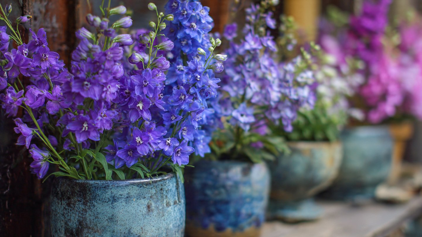How to Effortlessly Grow Larkspur in Pots: An Easy Hack for Stunning Blooms