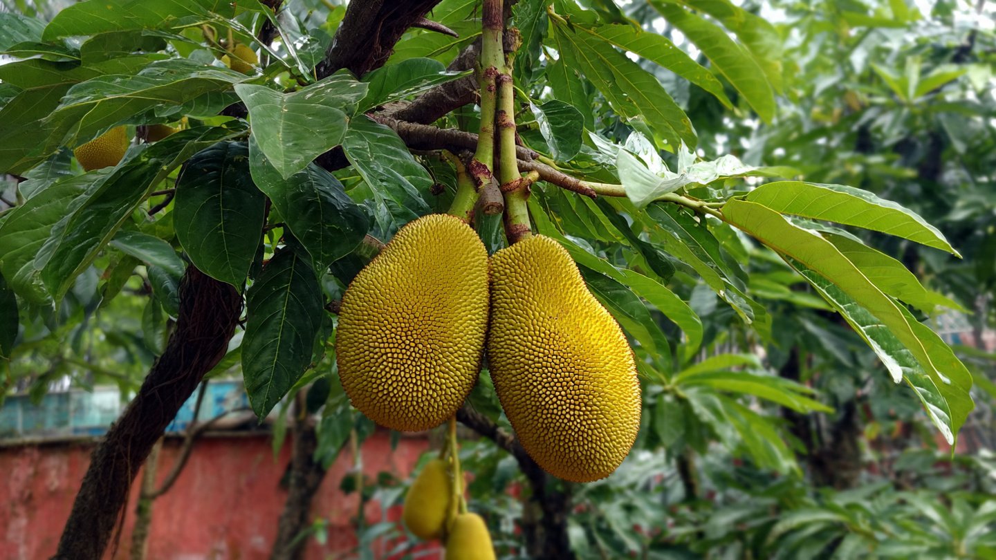 How to Get More Fruits from Jackfruit Plant – Organic Fertilizer and Proven Growth Tips