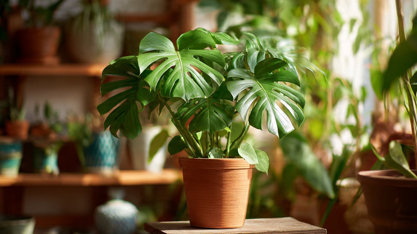 How to Grow a Lush Monstera Plant: 9 Proven Tips for Vibrant Growth
