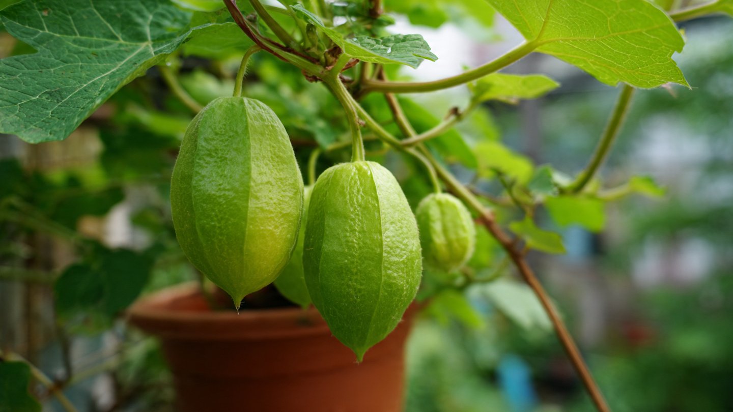 How to Grow Chayote in a Paint Bucket Easily | Simple Container Gardening Method