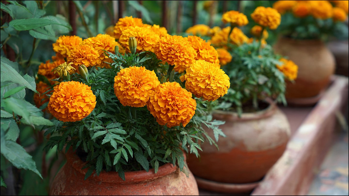 How to Grow Marigolds in Pots for Pest-Free Gardens Naturally and Successfully