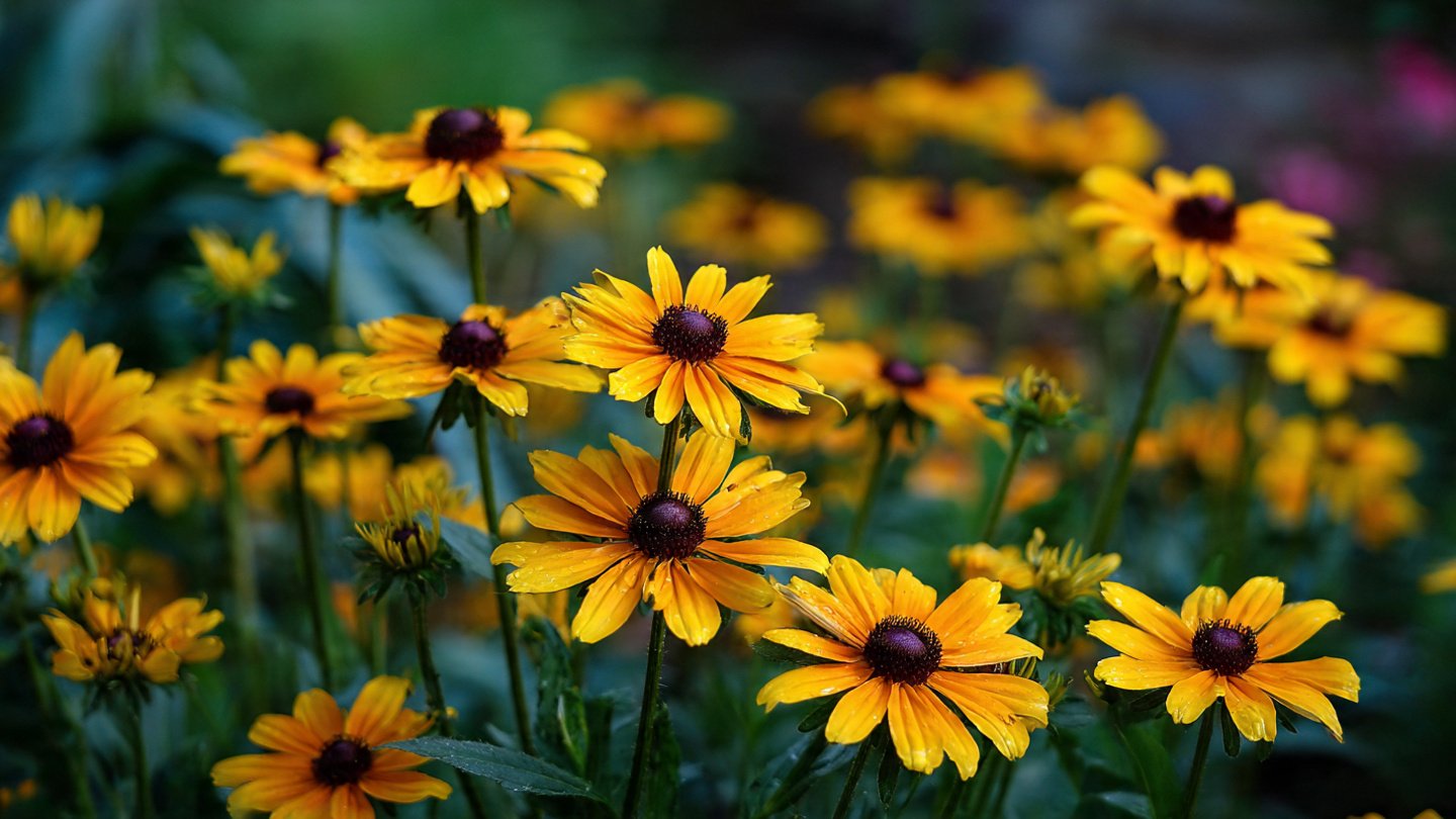 How to Grow Rudbeckia for Stunning Perennial Blooms in Your Garden