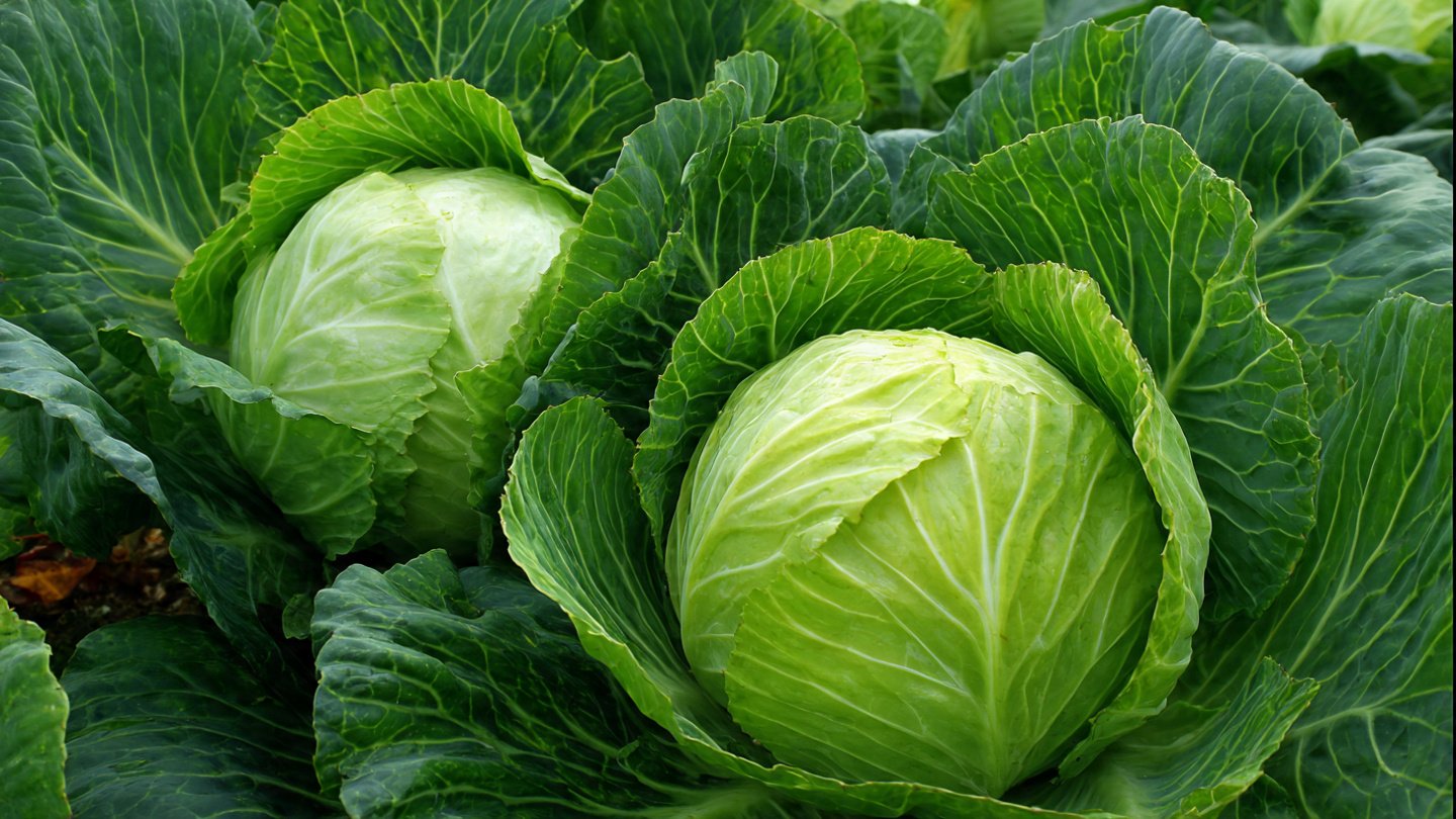 How to Grow Super Delicious Cabbage at Home Without a Garden