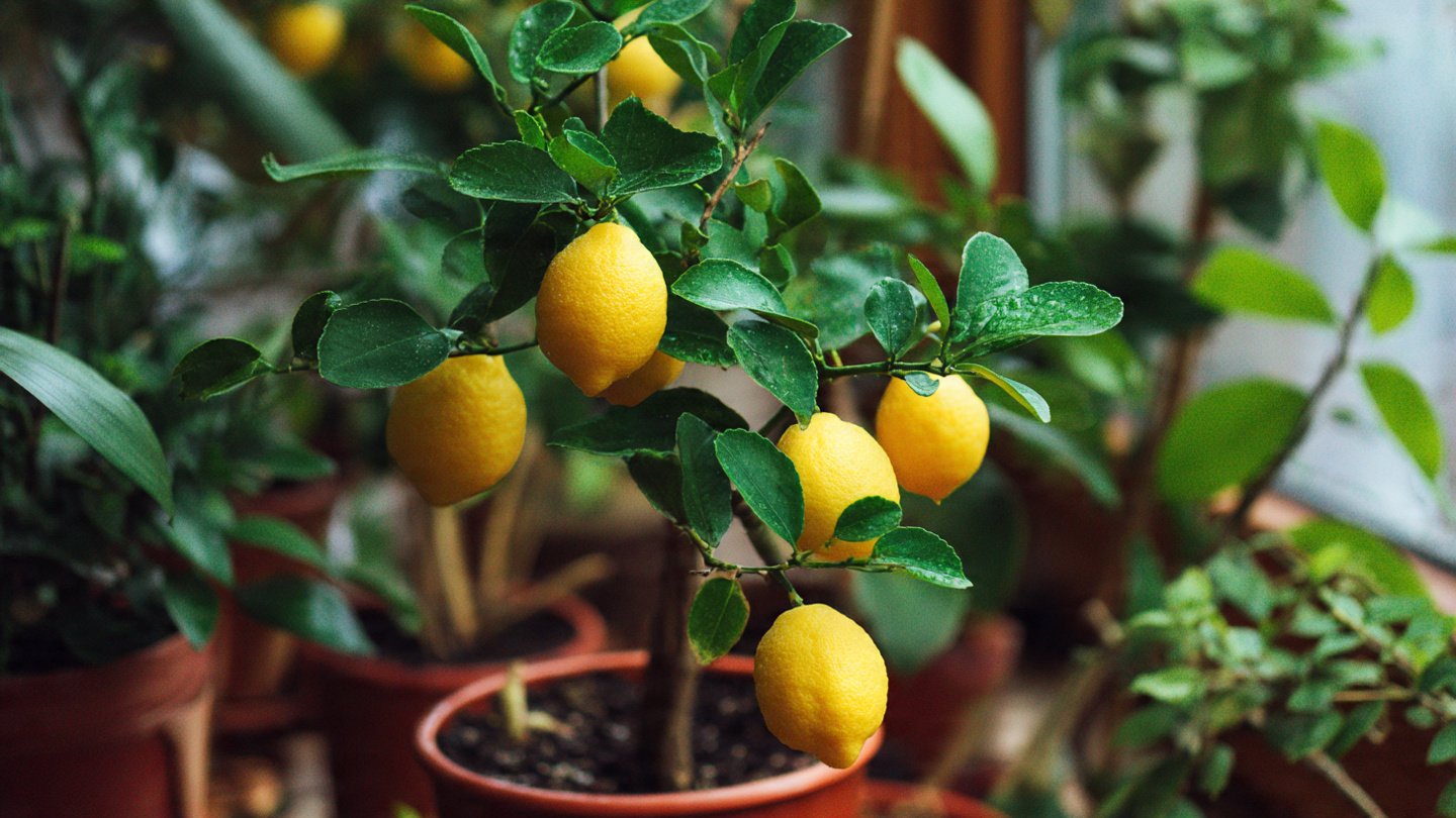 How to Nurture Your Indoor Lemon Tree: Essential Care Tips for Thriving Citrus Growth