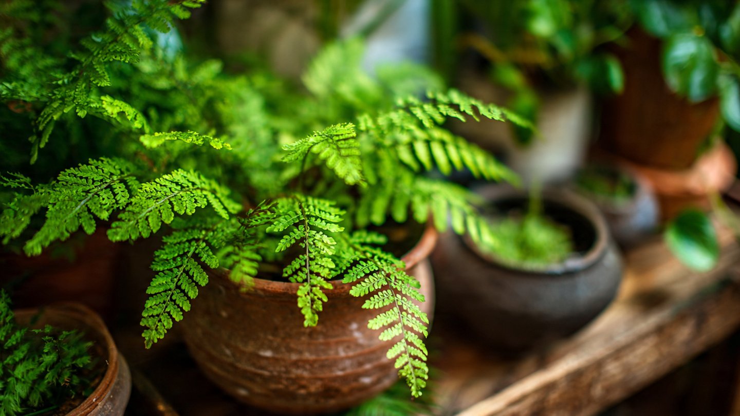 How to Sow Ferns at Home from Spores: Step-by-Step Guide for a Thriving Indoor Garden