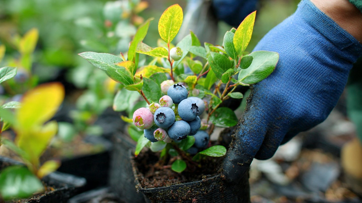 How to Start Berry Bushes from Cuttings—It’s Easier Than You Think