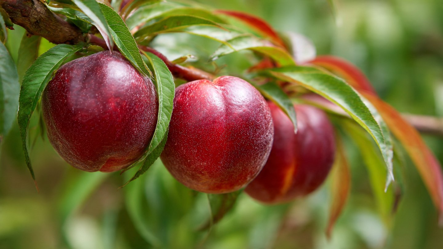 How to Successfully Grow Early Nectarine Varieties in Canada for a Bountiful Harvest