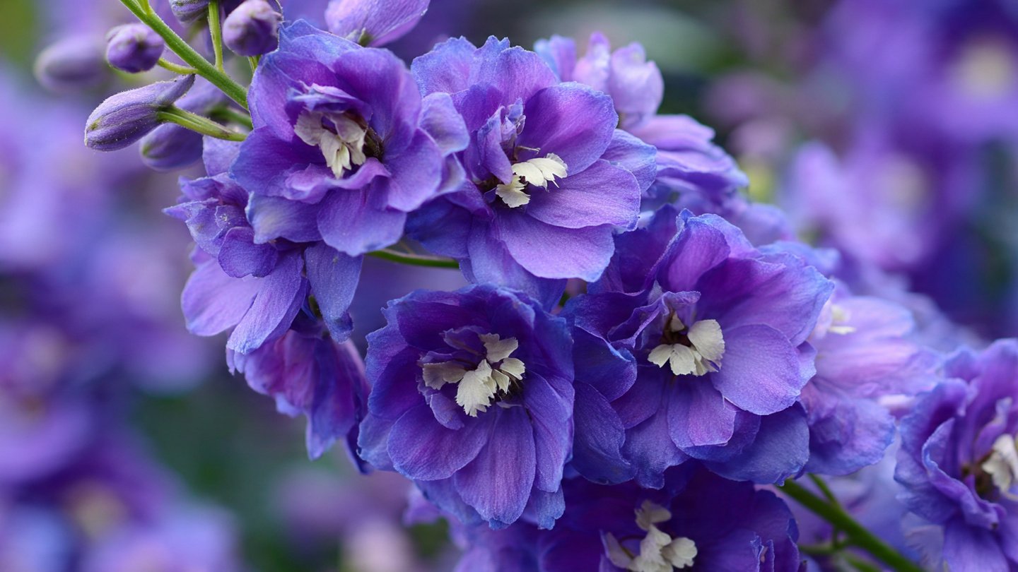 How to Successfully Grow Larkspur: The Best Way to Thrive in Cool Season Conditions