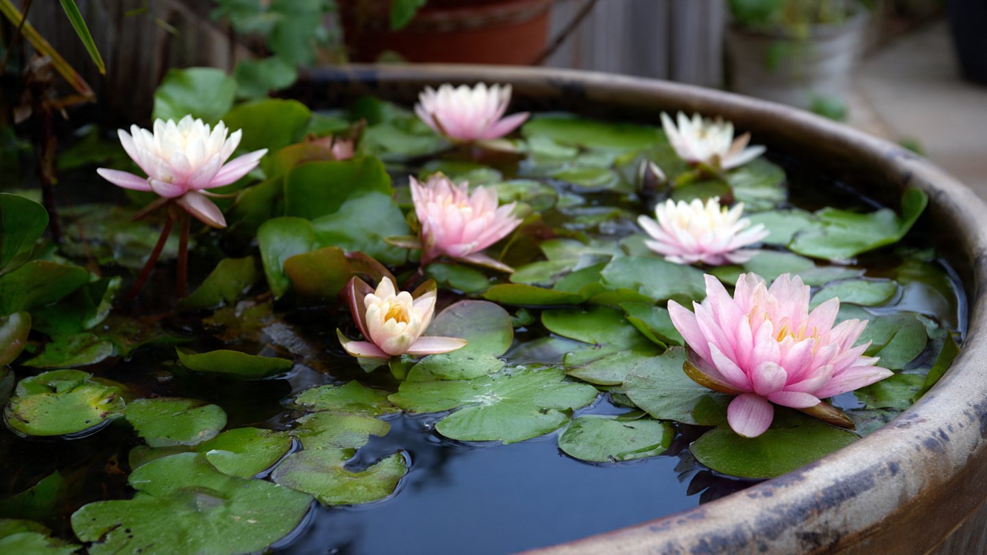 How to Successfully Grow Water Lilies in Containers for Stunning Outdoor Spaces