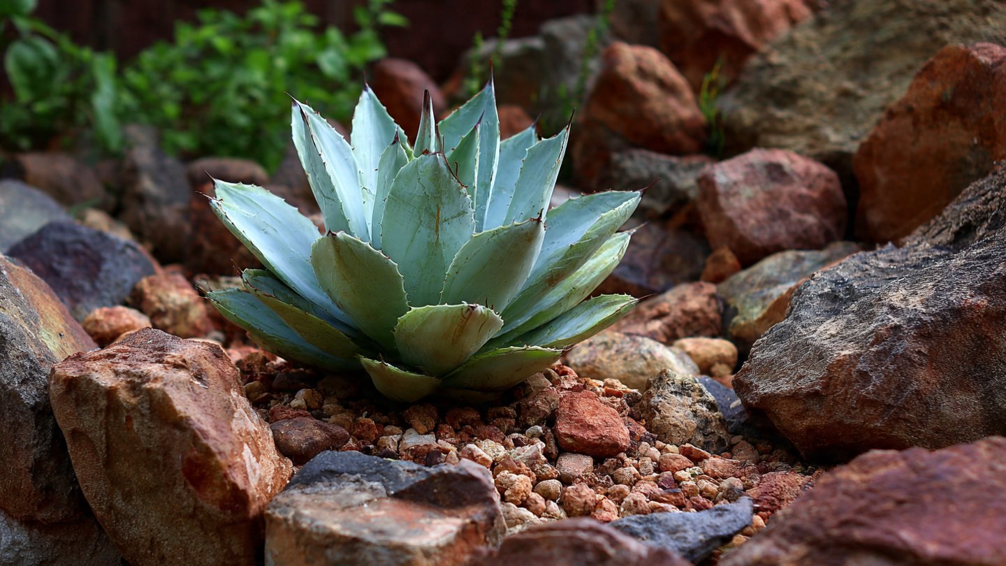 How to Use the Easy Method to Grow Agave in Your Rock Garden
