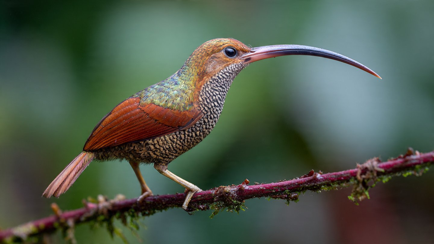 A Species Thought Extinct for Over 20 Years Has Just Been Rediscovered in Bolivia