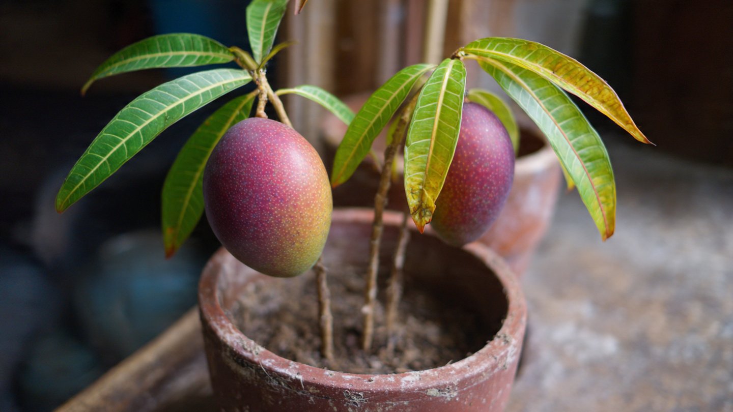 Mango V Grafting Technique: Complete Step-by-Step Guide for High Success and Early Fruiting