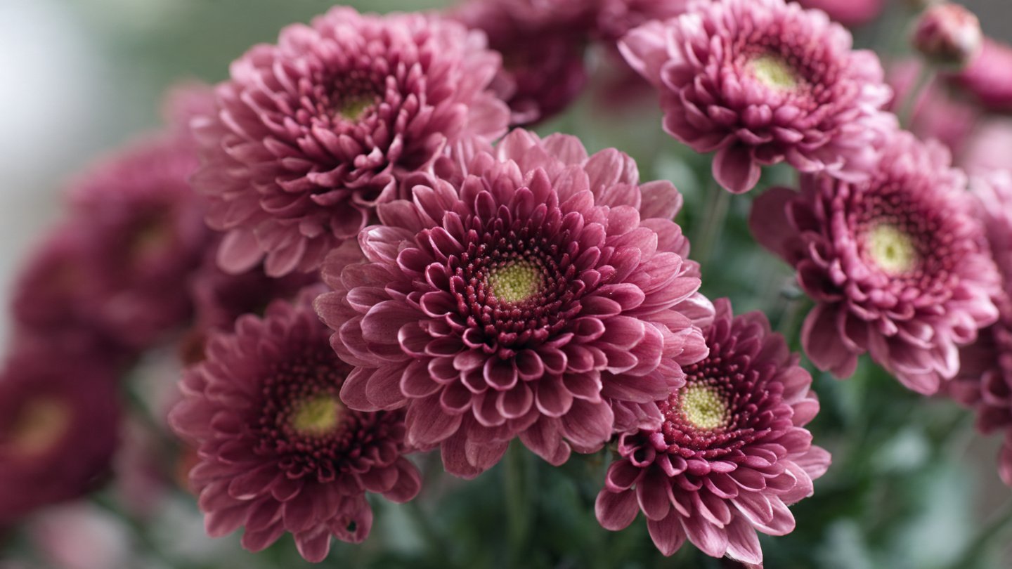 Mastering the Art of Growing Chrysanthemum Early Buds for a Stunning Bloom Display
