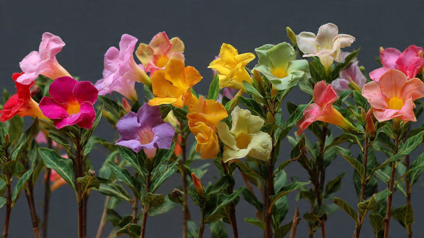 Multiple Colours Grafting on Allamanda | Grow Rainbow Allamanda on One Plant