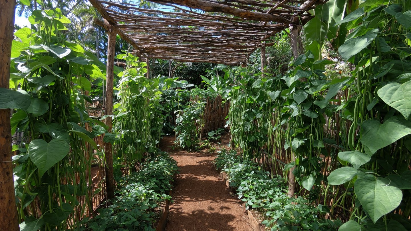 No Care Needed – How I Built My Dream High-Yield Cowpea Garden