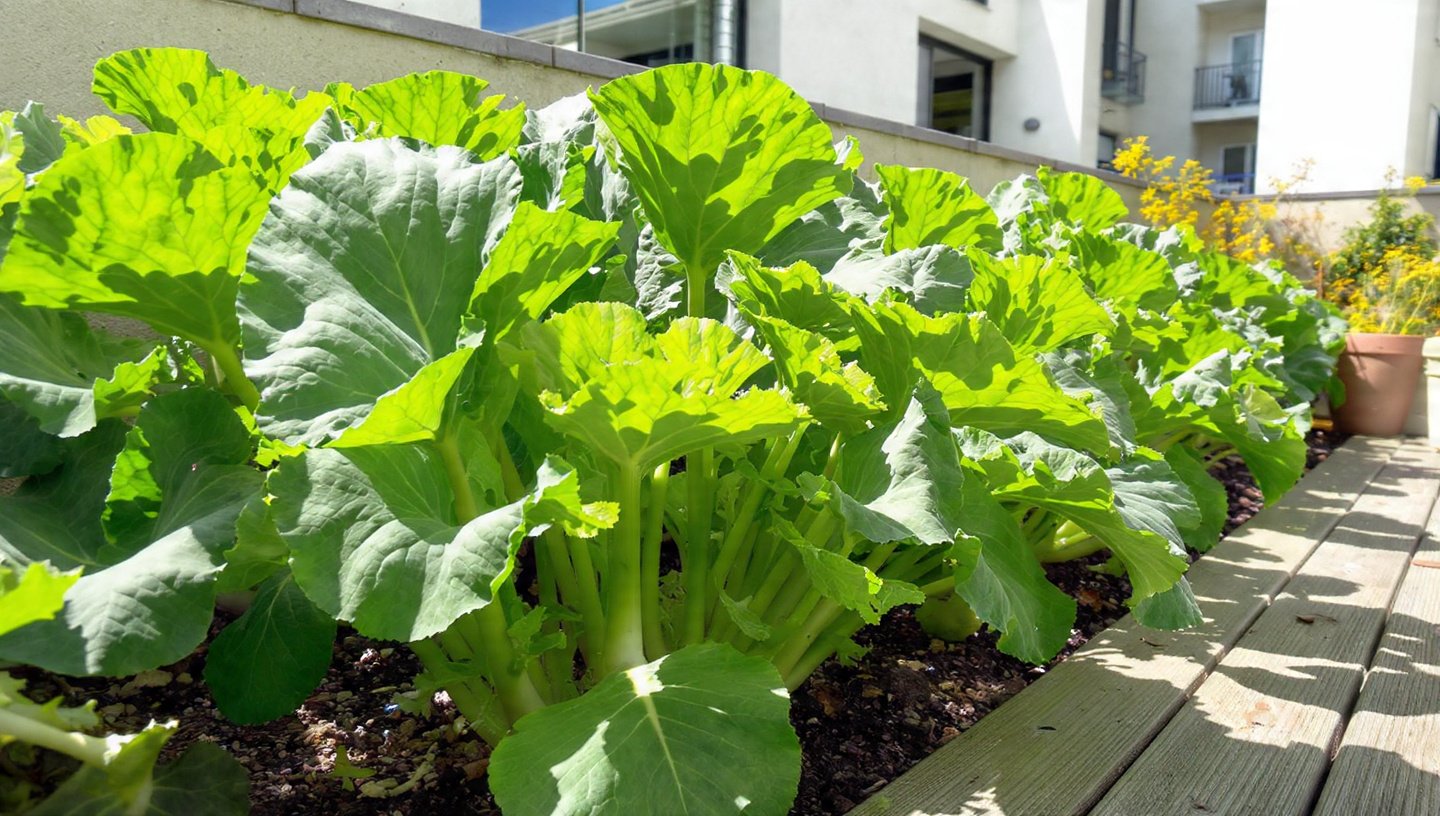 No Soil Needed – Grow Big, Lush Kohlrabi Right on Your Terrace Easily