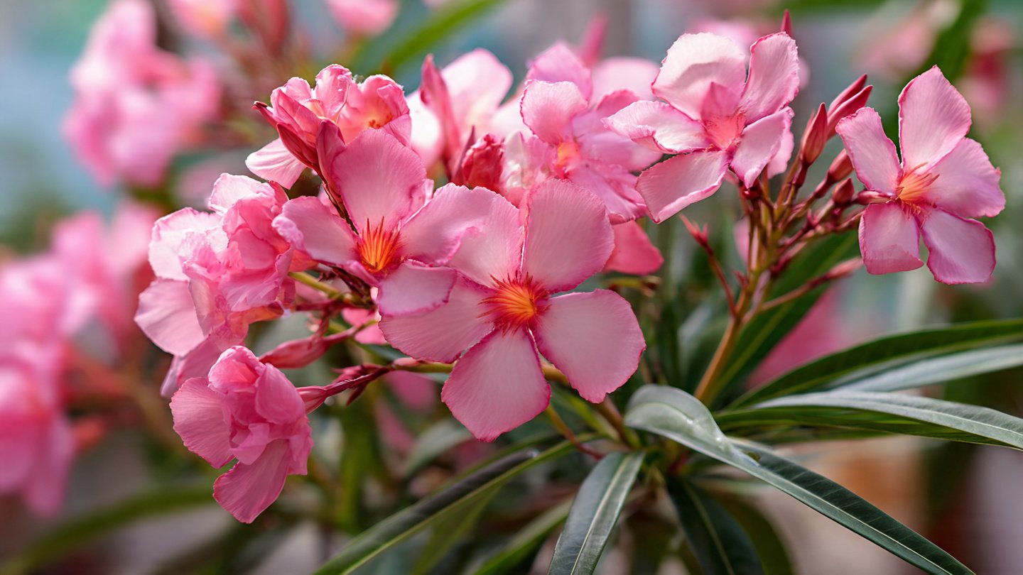 Oleander Cutting Propagation Explained: Complete How-To Guide for Fast Rooting and Healthy Plants