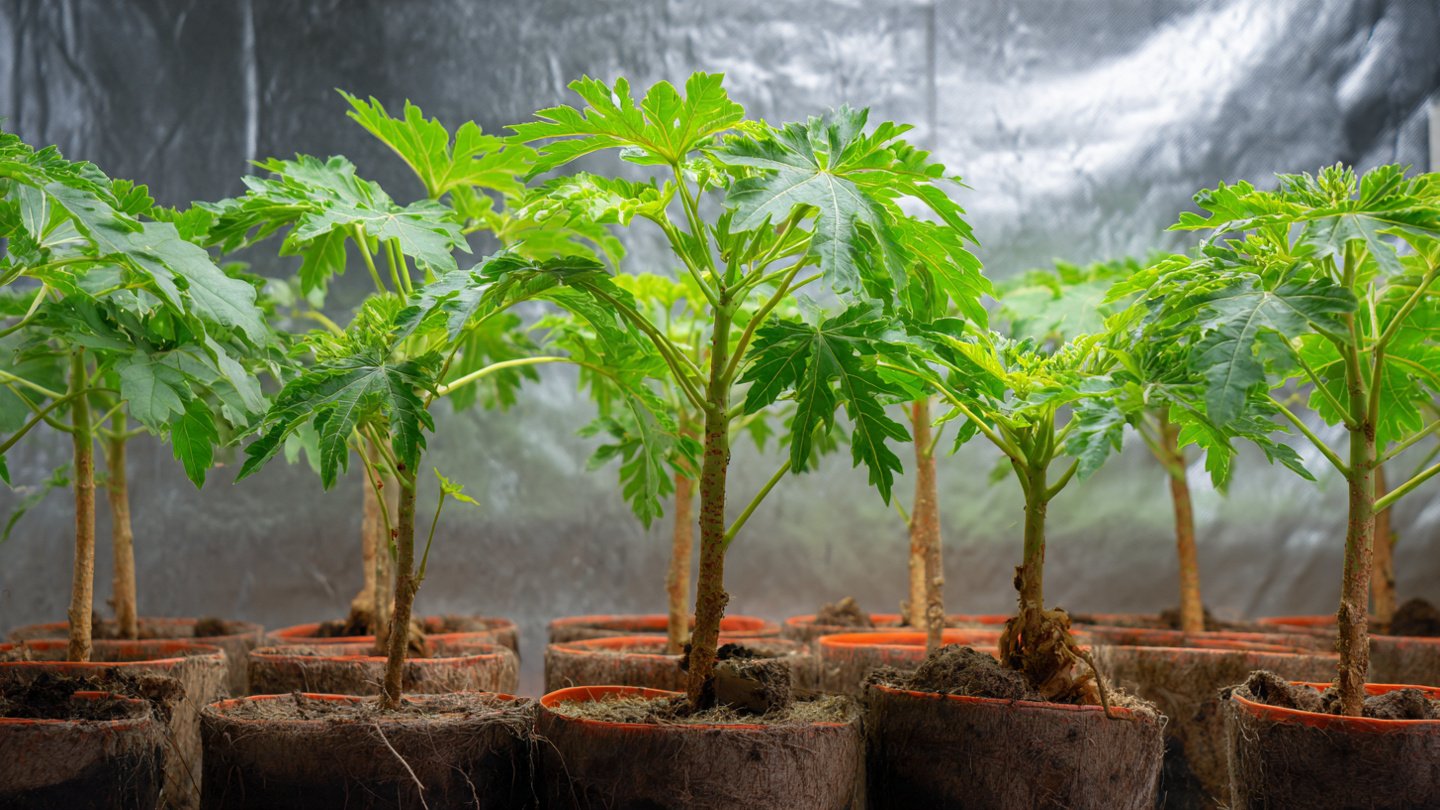 Papaya Air Layering: How to Do It Right for Faster Growth and Early Fruiting
