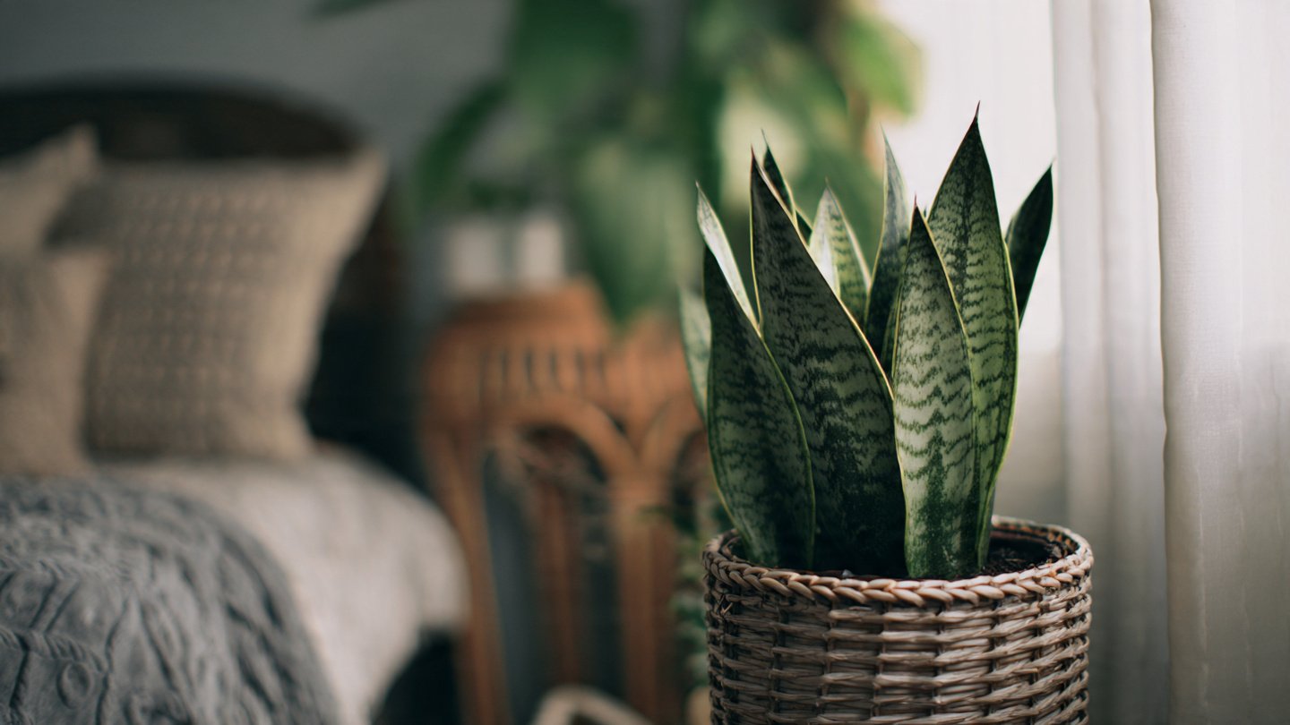 Sansevieria is a stylish house plant for everyone