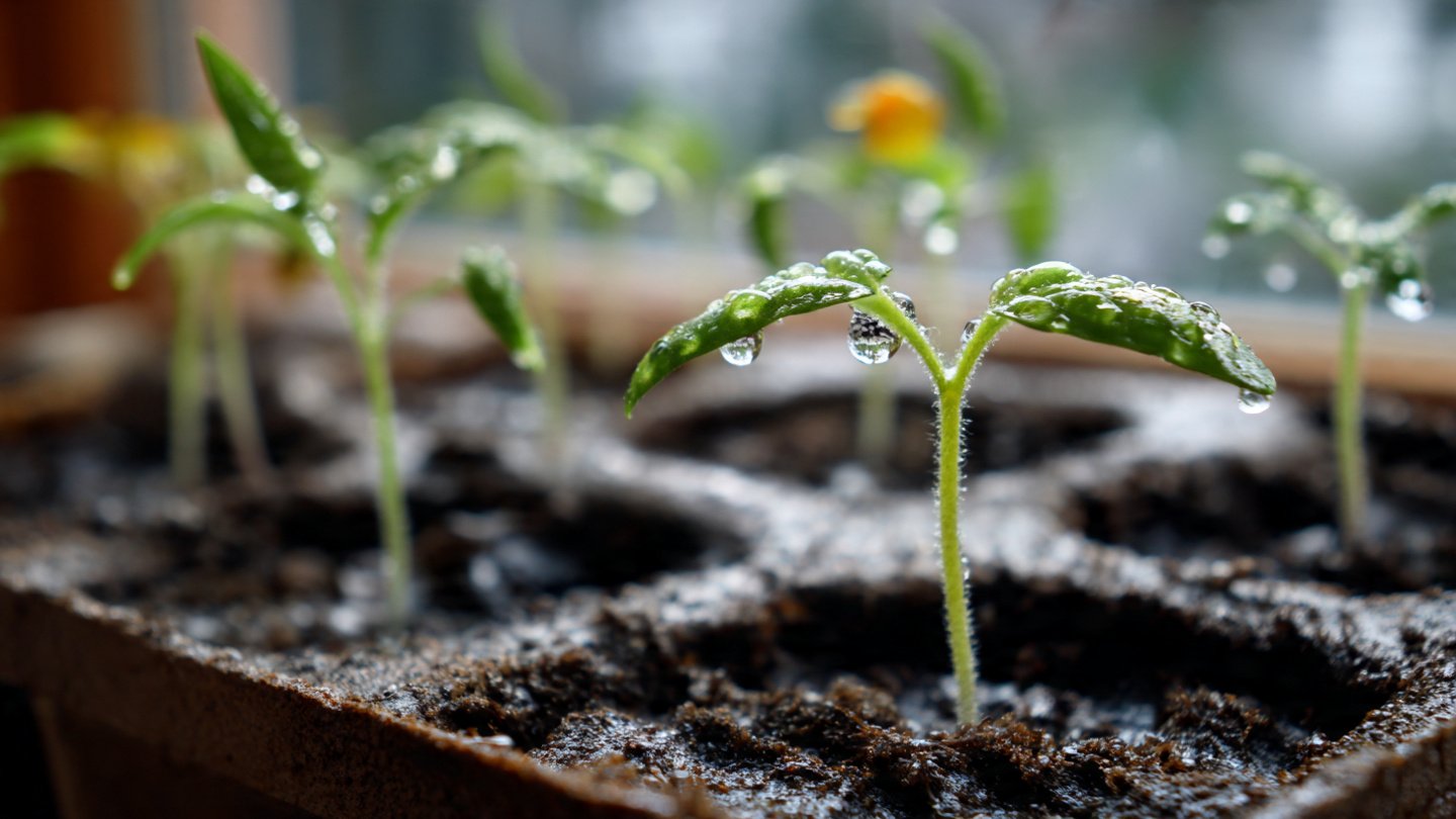 Seed to Sprout: The Complete Beginner’s Guide to Germinating Tomato Seeds Successfully