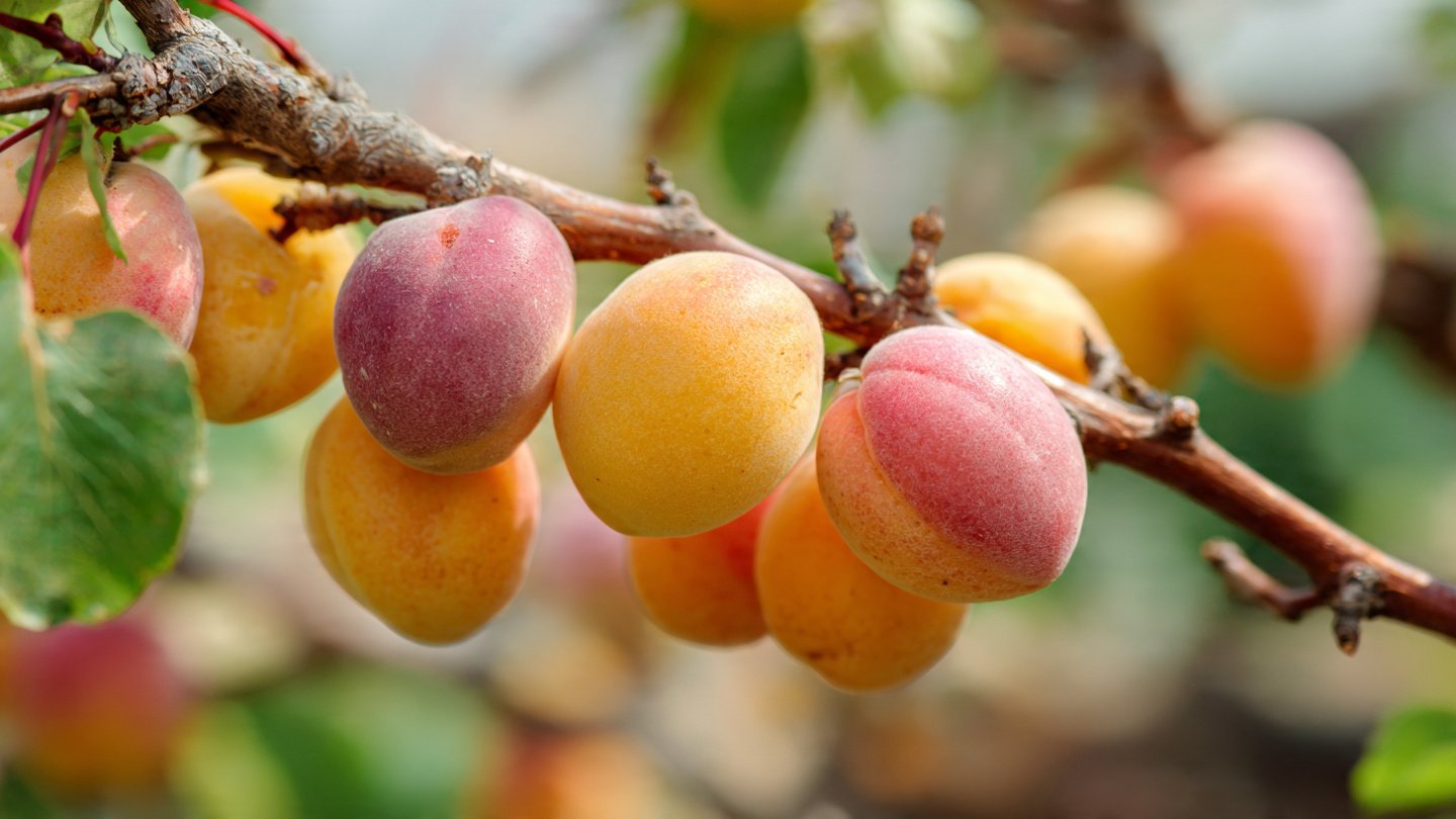 Simple Steps for Successfully Growing Apricot Trees in Short Summer Climates for Home Gardeners