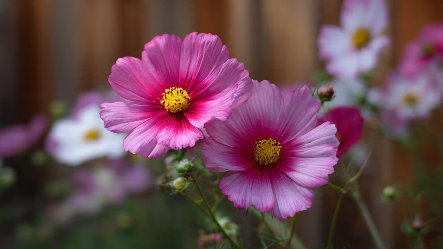 Simple Strategies for Cultivating Tall Cosmos Varieties in Your Garden