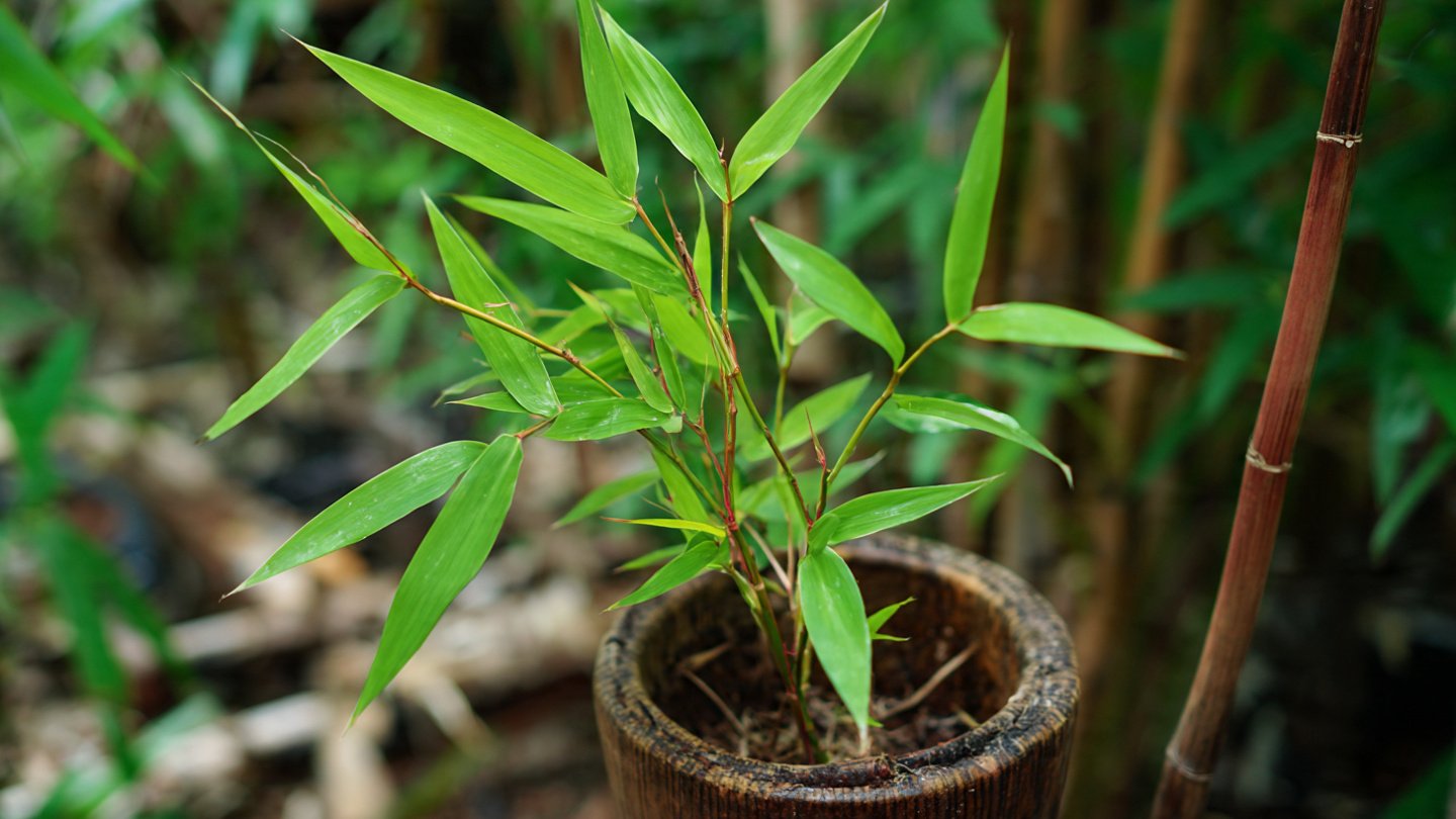 Simple Trick to Propagate Bamboo From Cuttings for Amazing Growth