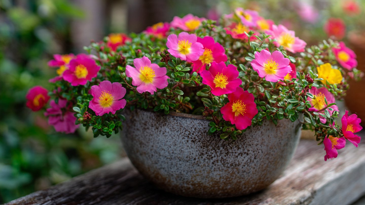 Simple Ways to Successfully Cultivate Portulaca in Hot Weather Conditions