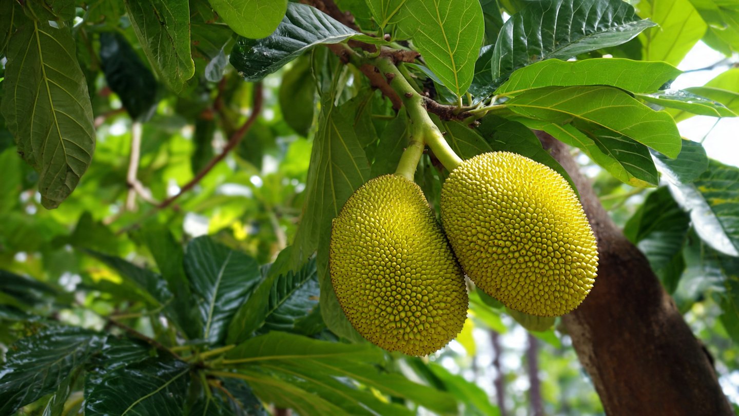 The Easiest Way to Graft Jackfruit: A Simple Technique for Bigger, Better, Faster Harvests!