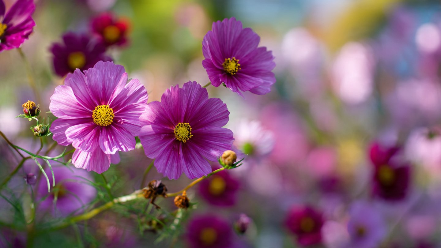 The Essential Guide to Cultivating Cosmos Flowers to Attract and Support Local Pollinators in Your Garden
