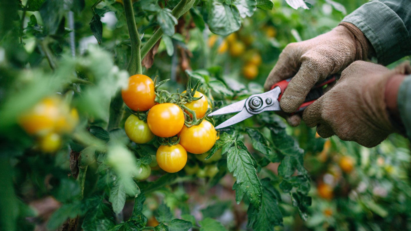 The Essential Pruning Mistake That Stunts Vegetable Growth