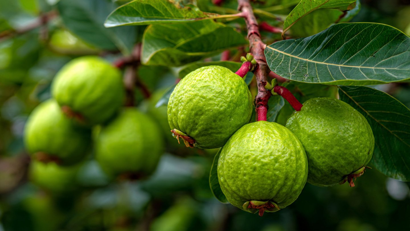 The New Technique to Harvest Guavas Faster and Bigger: Smart Pruning & Nutrition Method Every Gardener Should Try!