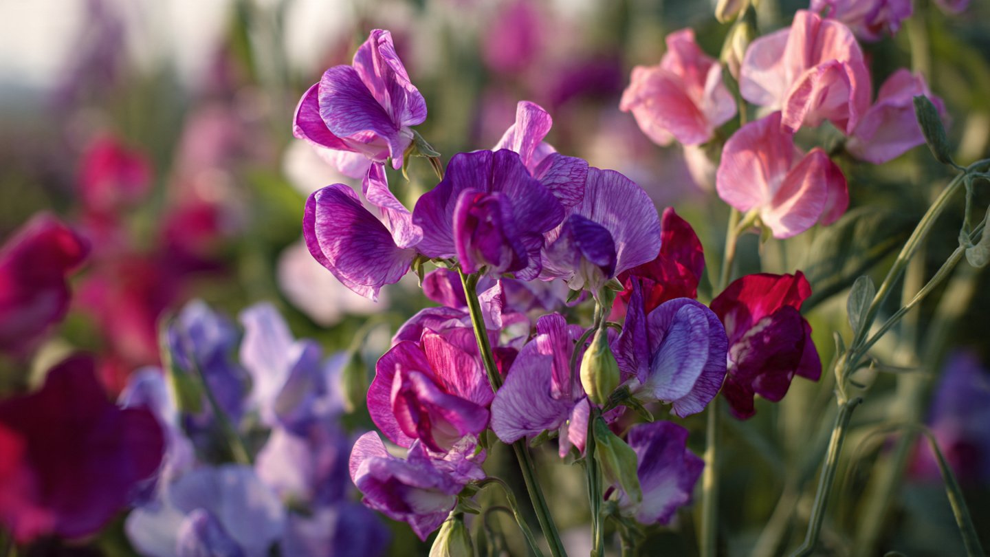 The Secret to Growing Sweet Peas That Reach Fifteen Feet High