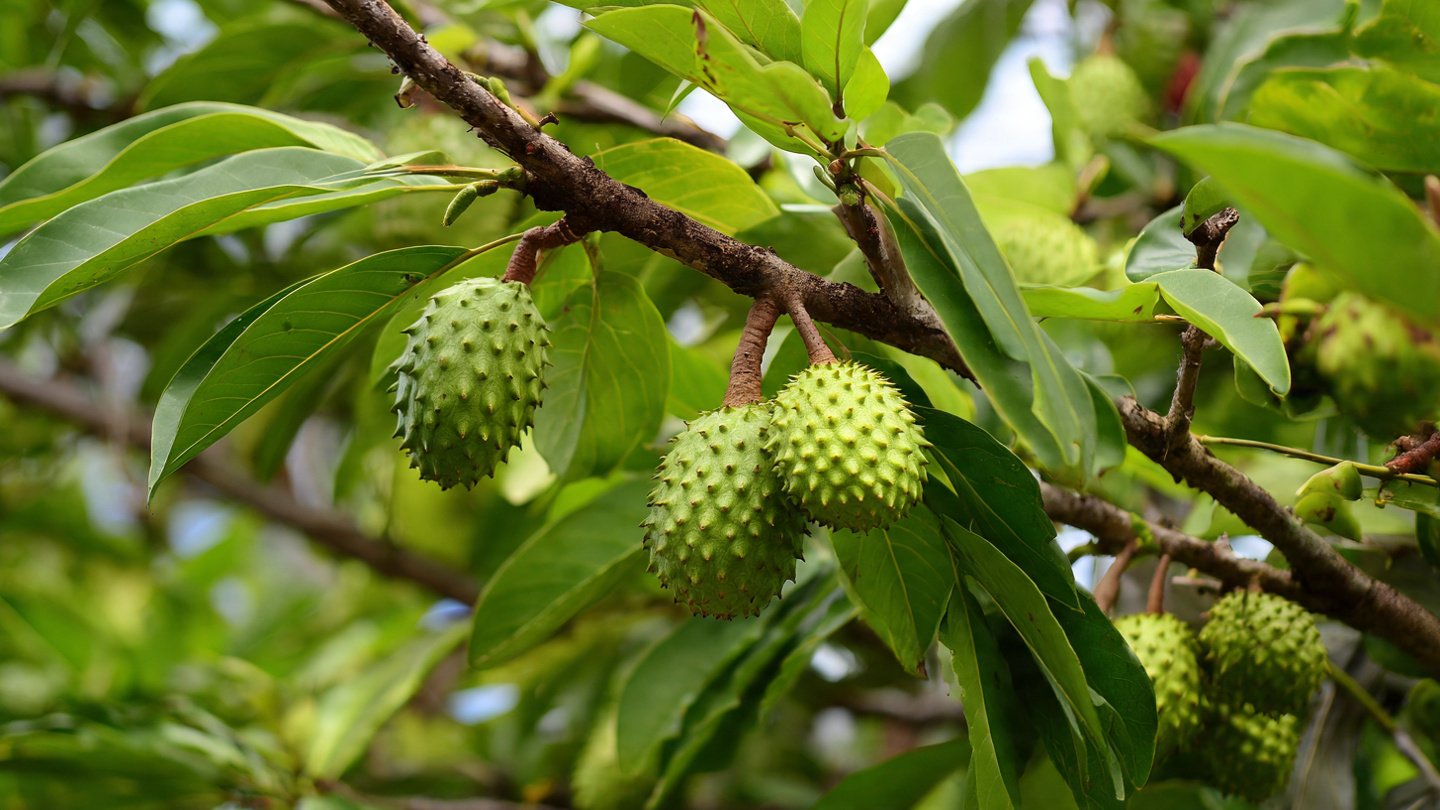 The Smart Gardener’s Secret: How to Graft a Soursop Tree for Faster Growth and Bigger Harvests