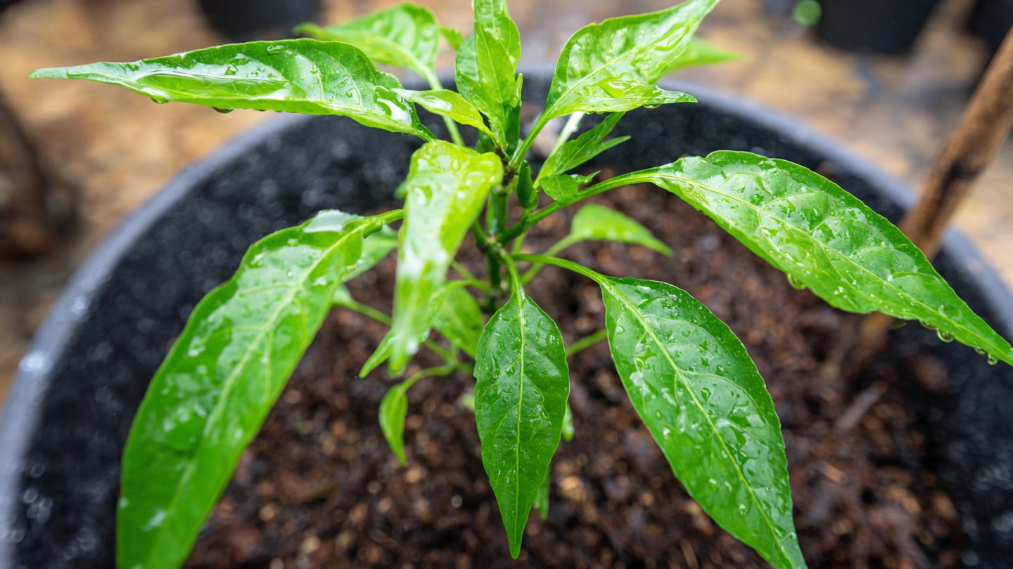 The Smart Way to Graft Chili Plants for Bigger Harvests: A Simple Technique to Grow Stronger, High-Yield Chili Trees!